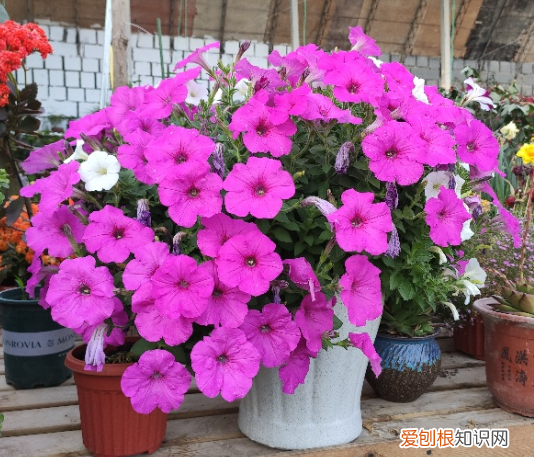 不会养死的花，害怕把花养死了？教你“5招”，打好基础什么都能养好
