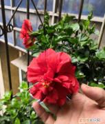 不会养死的花，害怕把花养死了？教你“5招”，打好基础什么都能养好