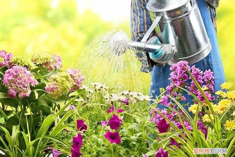 室内绿植花卉，保持植物健康的5种高效方法，促进家里的花卉孕育花朵
