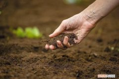 室内绿植花卉，保持植物健康的5种高效方法，促进家里的花卉孕育花朵