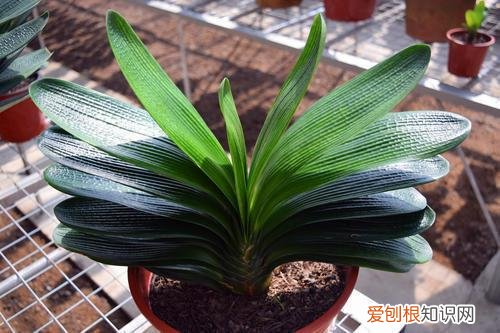 闲时栽花种草,趁着在家闲,花卉5步养护法,根壮叶绿花期开出多