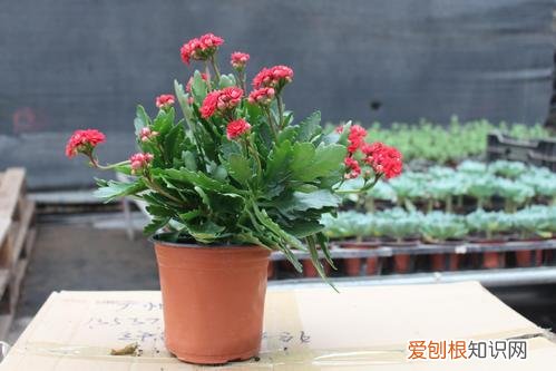 闲时栽花种草,趁着在家闲,花卉5步养护法,根壮叶绿花期开出多