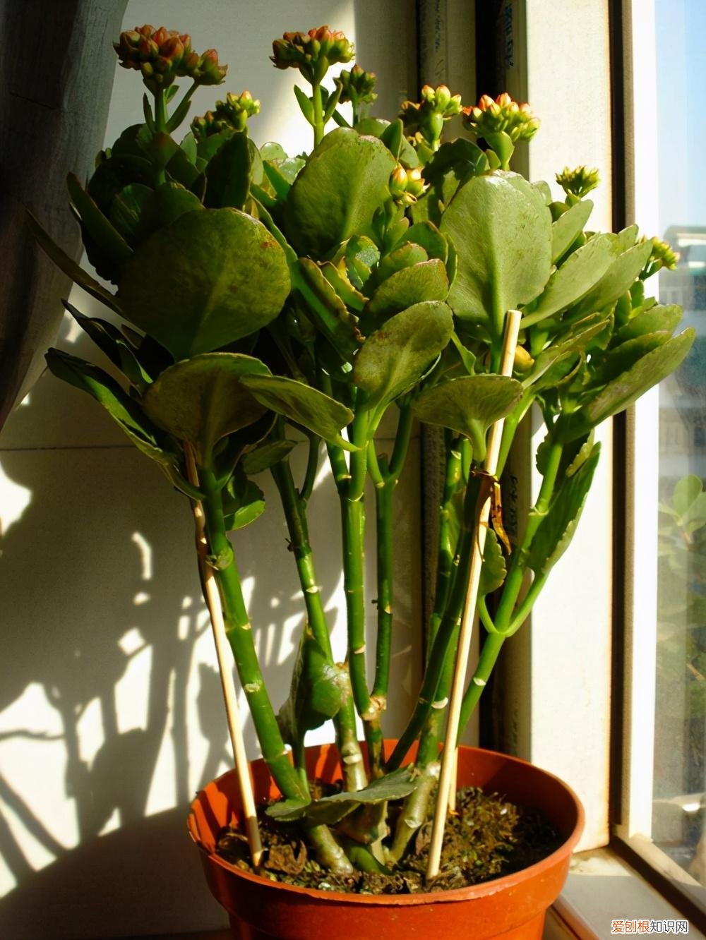 家庭养花光照不足怎么办，这5种花的养护方法，日照水肥处理好，花就长得好