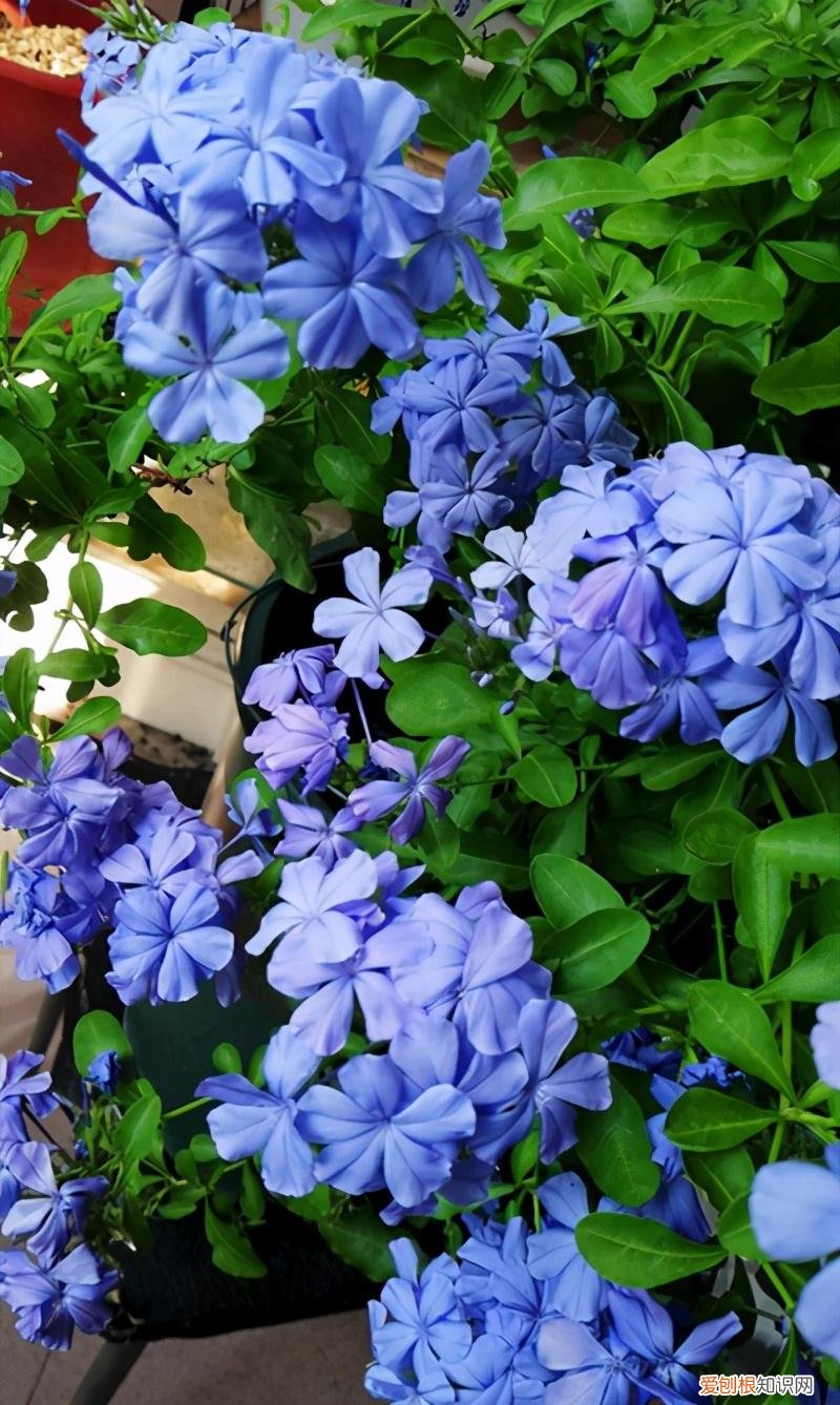 家庭养花光照不足怎么办，这5种花的养护方法，日照水肥处理好，花就长得好