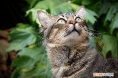 猫鼻子黑色结块怎么去掉，猫鼻子上长黑色硬块