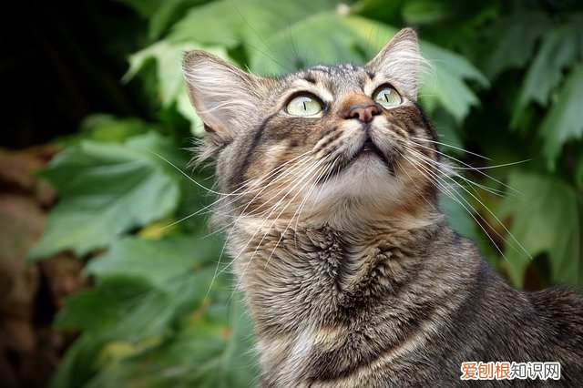 猫鼻子黑色结块怎么去掉,猫鼻子上长黑色硬块