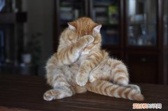 猫的眼睛上面一小块掉毛，猫咪眼角掉了一小块毛