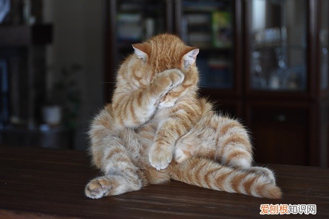 猫的眼睛上面一小块掉毛，猫咪眼角掉了一小块毛