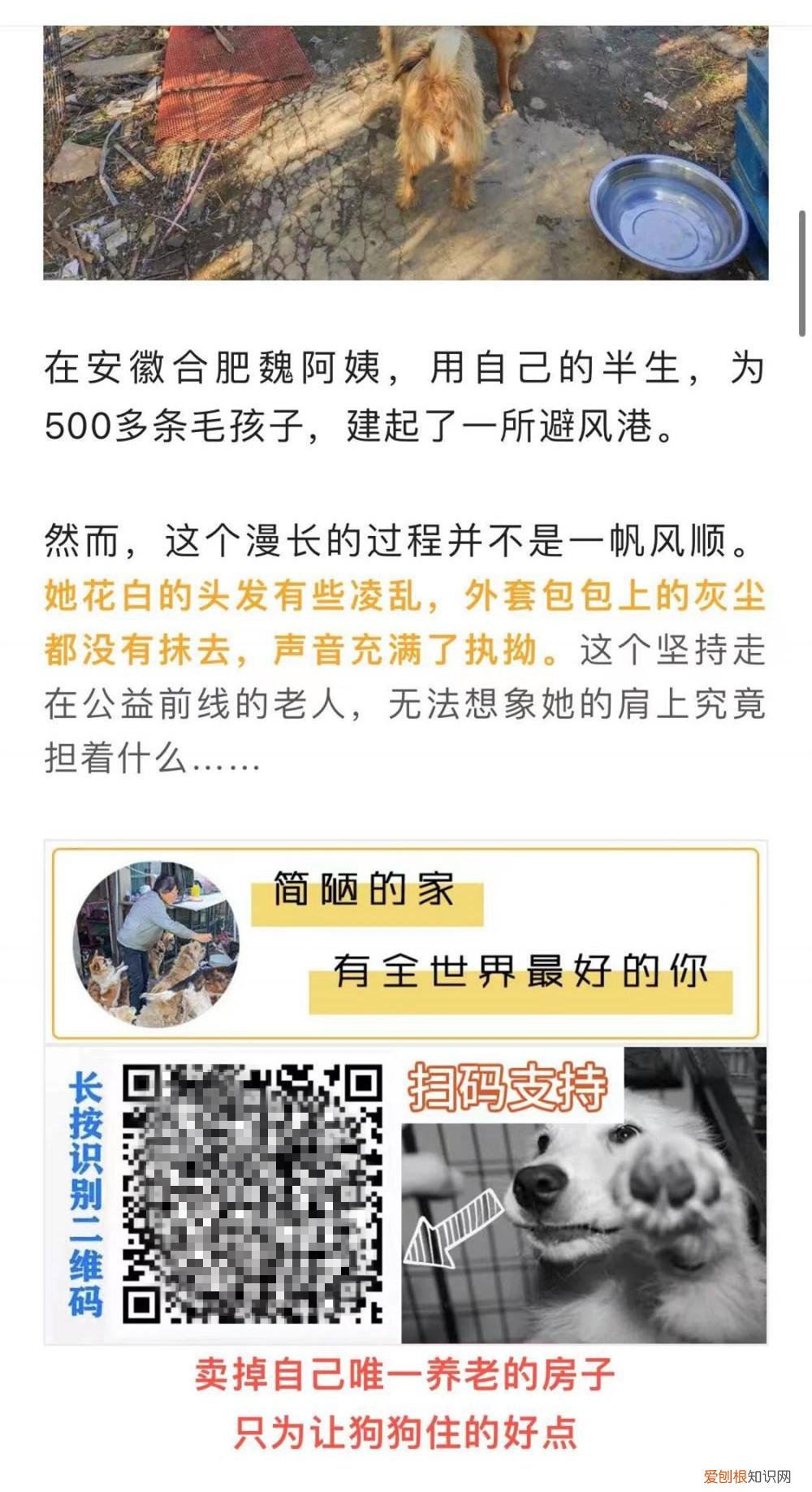 流浪狗公益组织，“流浪狗基地”在多个公众号募捐，部分善款去向引争议