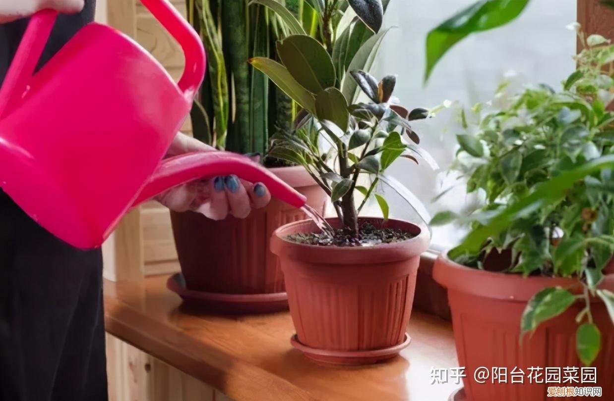 养花浇水小常识，养啥花死啥花？浇水谨记“5句口诀”，根系舒服，叶片肥，开花旺