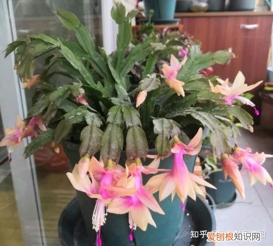 养花浇水小常识，养啥花死啥花？浇水谨记“5句口诀”，根系舒服，叶片肥，开花旺