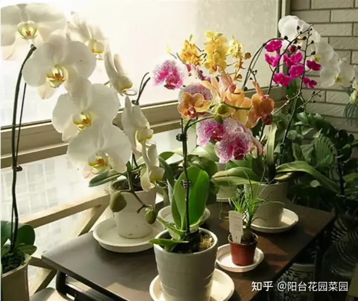 养花浇水小常识，养啥花死啥花？浇水谨记“5句口诀”，根系舒服，叶片肥，开花旺