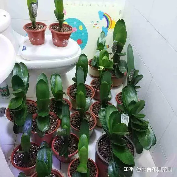 养花浇水小常识，养啥花死啥花？浇水谨记“5句口诀”，根系舒服，叶片肥，开花旺