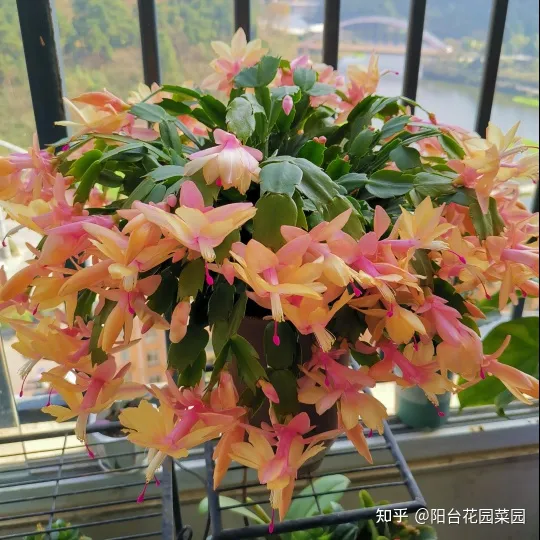 养花浇水小常识，养啥花死啥花？浇水谨记“5句口诀”，根系舒服，叶片肥，开花旺
