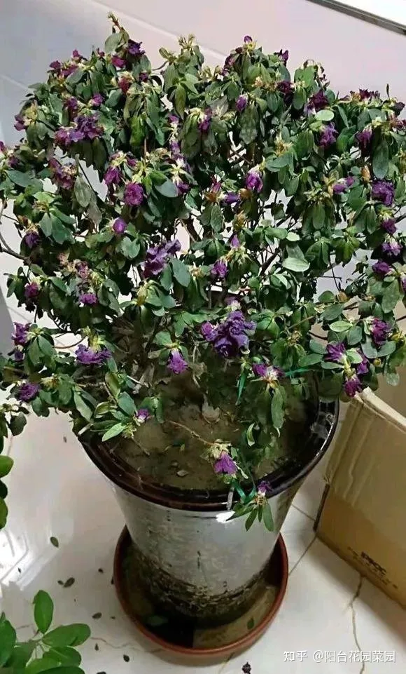 养花浇水小常识，养啥花死啥花？浇水谨记“5句口诀”，根系舒服，叶片肥，开花旺