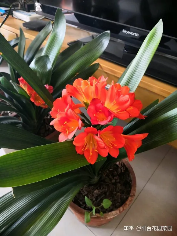 养花浇水小常识，养啥花死啥花？浇水谨记“5句口诀”，根系舒服，叶片肥，开花旺