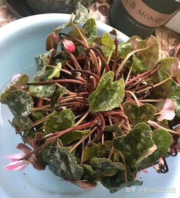 养花浇水小常识，养啥花死啥花？浇水谨记“5句口诀”，根系舒服，叶片肥，开花旺
