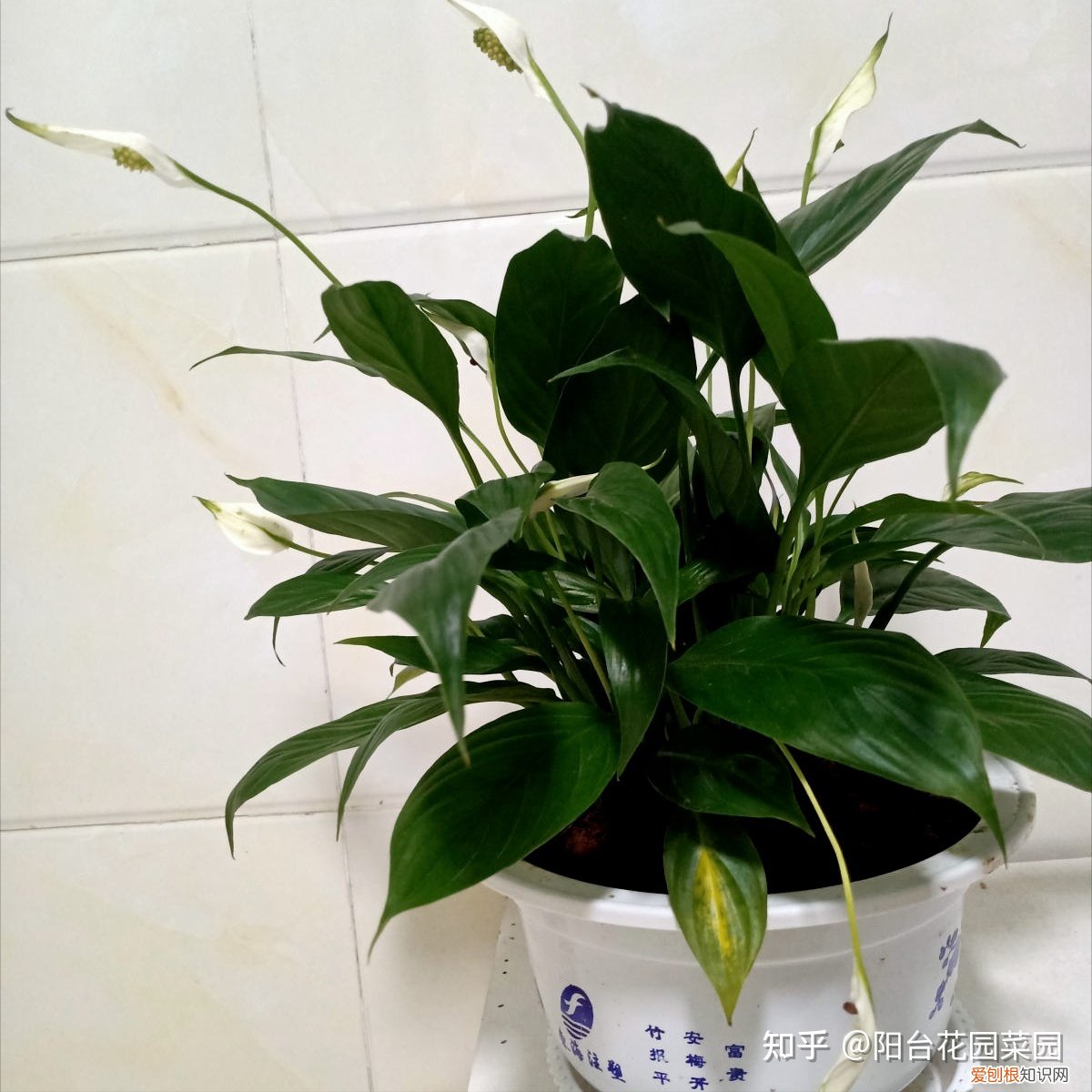 养花浇水小常识，养啥花死啥花？浇水谨记“5句口诀”，根系舒服，叶片肥，开花旺