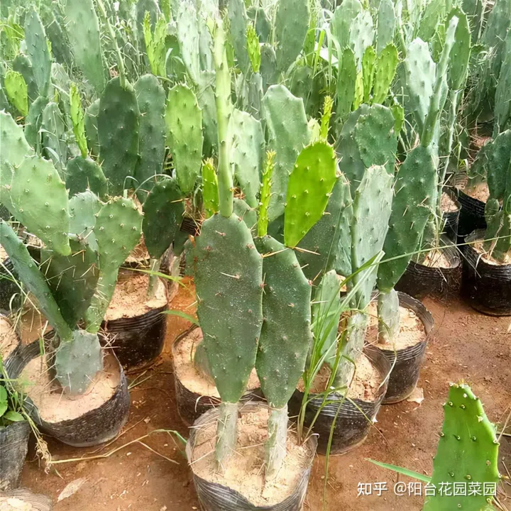 养花浇水小常识，养啥花死啥花？浇水谨记“5句口诀”，根系舒服，叶片肥，开花旺