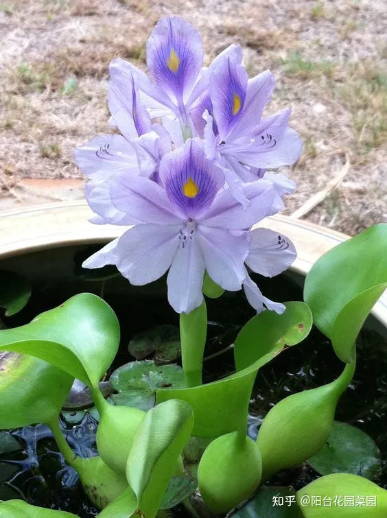 养花浇水小常识，养啥花死啥花？浇水谨记“5句口诀”，根系舒服，叶片肥，开花旺