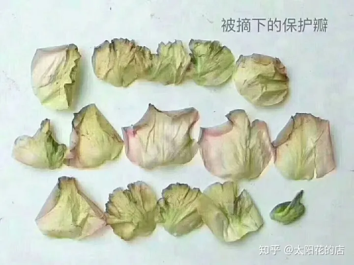 鲜花能存放几天，鲜花收到后怎么养可以开得更久？