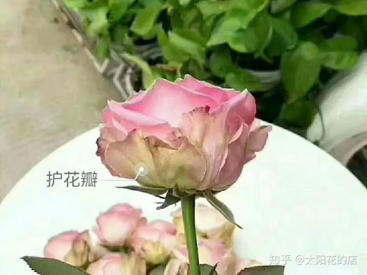 鲜花能存放几天，鲜花收到后怎么养可以开得更久？