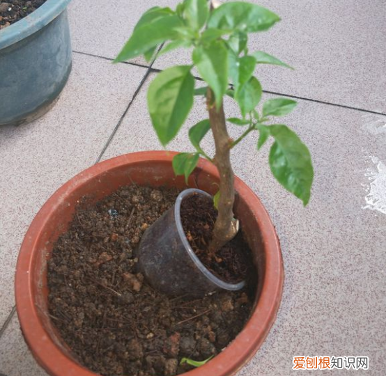 花生根根有啥药效，5个养花怪招，催花生根效果好，一试就灵