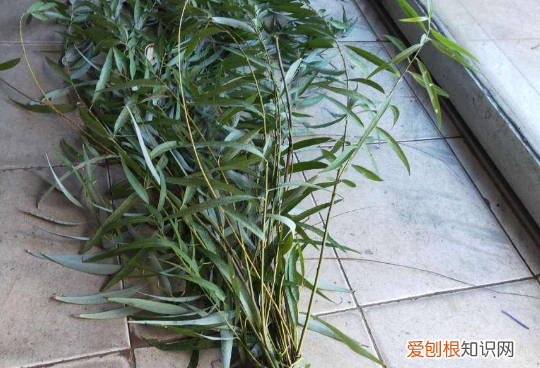 花生根根有啥药效，5个养花怪招，催花生根效果好，一试就灵