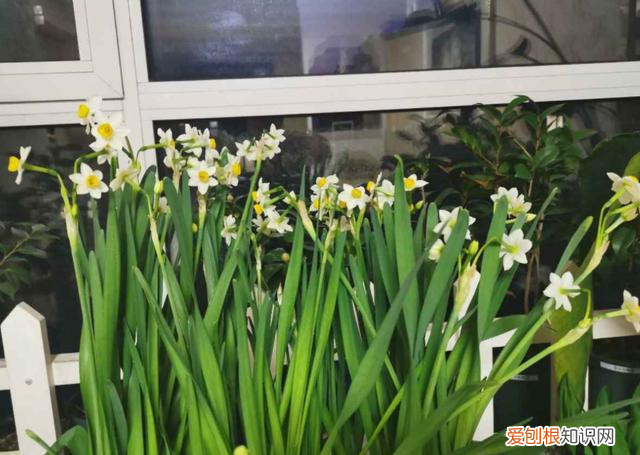 花生根根有啥药效，5个养花怪招，催花生根效果好，一试就灵