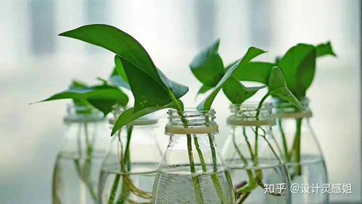 室内植物配置图设计说明怎么写，室内植物种植5方法，家居花草35张装修布置图，懒人秒懂小户型也适用