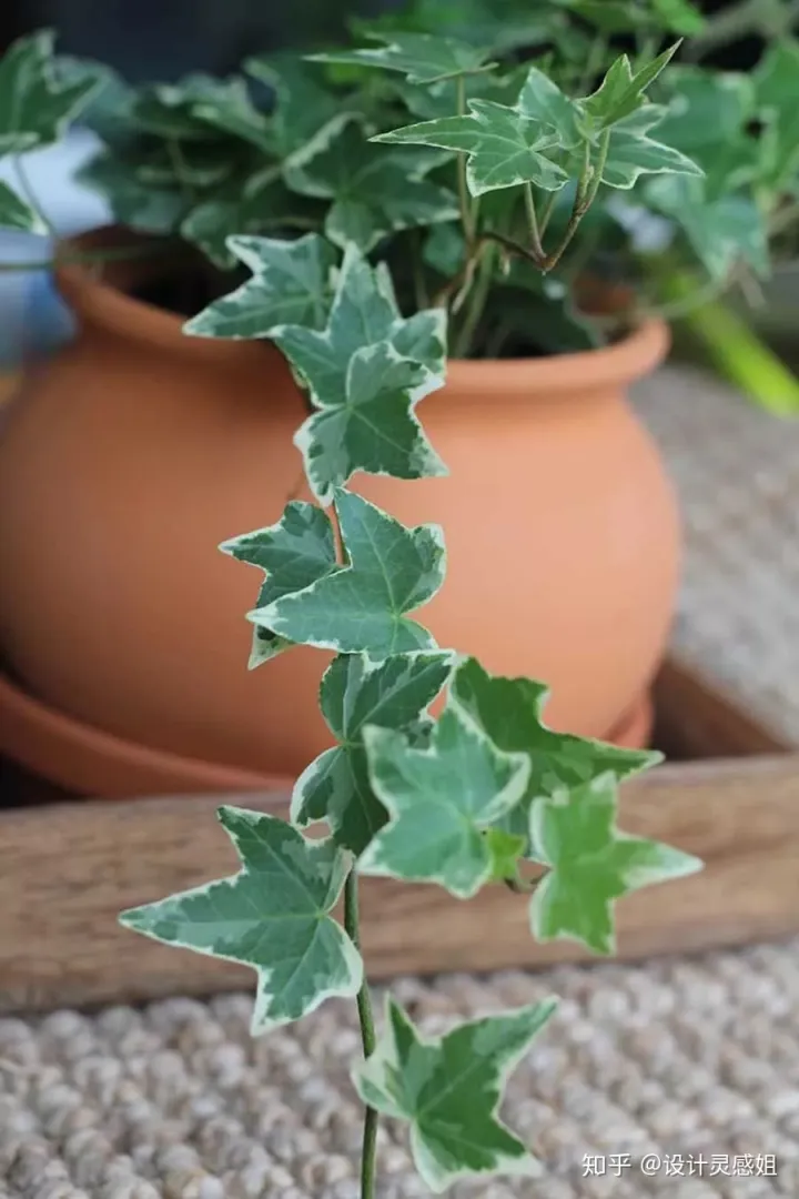 室内植物配置图设计说明怎么写，室内植物种植5方法，家居花草35张装修布置图，懒人秒懂小户型也适用