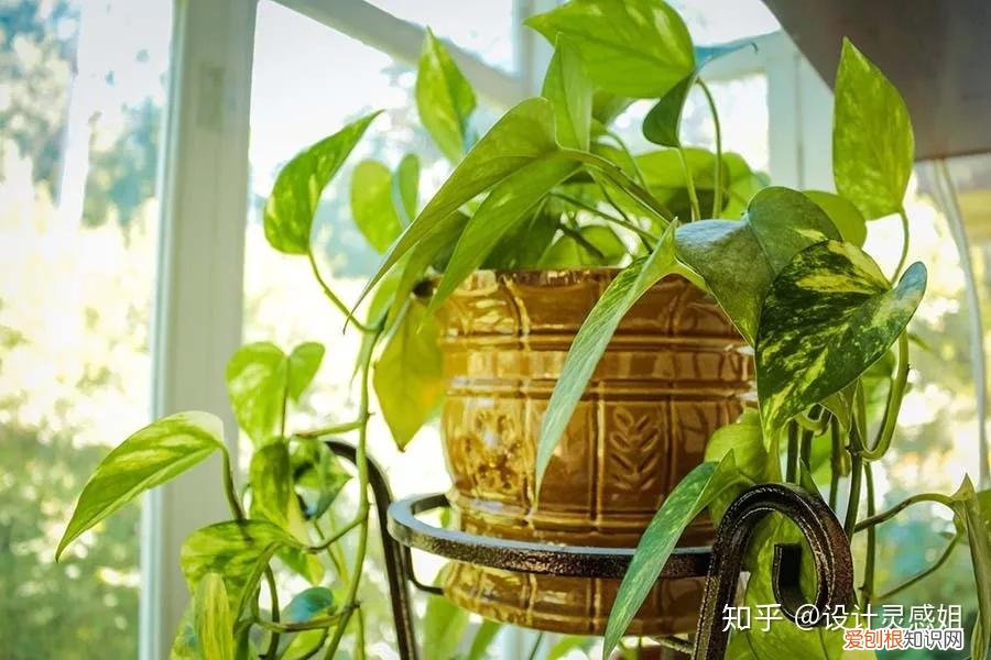 室内植物配置图设计说明怎么写，室内植物种植5方法，家居花草35张装修布置图，懒人秒懂小户型也适用