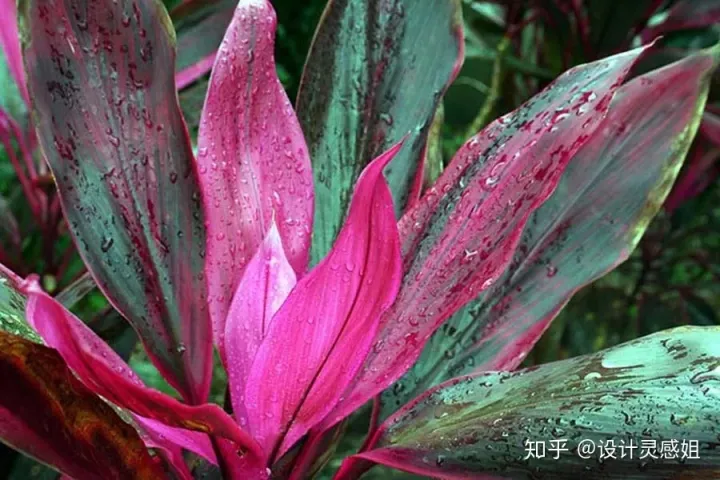 室内植物配置图设计说明怎么写，室内植物种植5方法，家居花草35张装修布置图，懒人秒懂小户型也适用