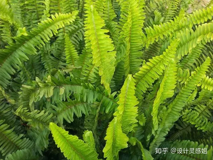 室内植物配置图设计说明怎么写，室内植物种植5方法，家居花草35张装修布置图，懒人秒懂小户型也适用