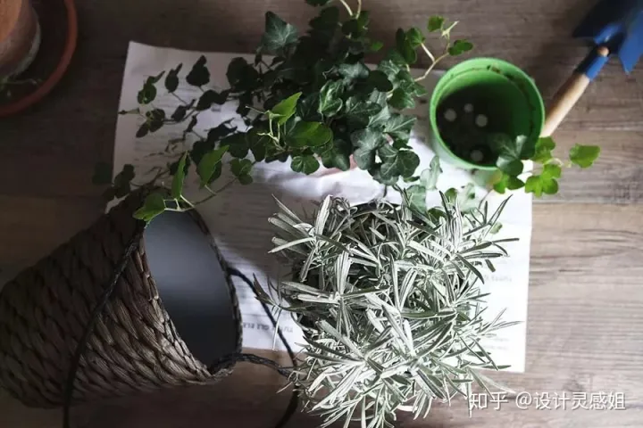室内植物配置图设计说明怎么写，室内植物种植5方法，家居花草35张装修布置图，懒人秒懂小户型也适用