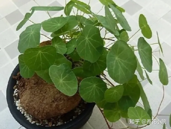 耐水的植物盆栽，7种“养不死的花”，耐干旱皮实好养，适合新手养