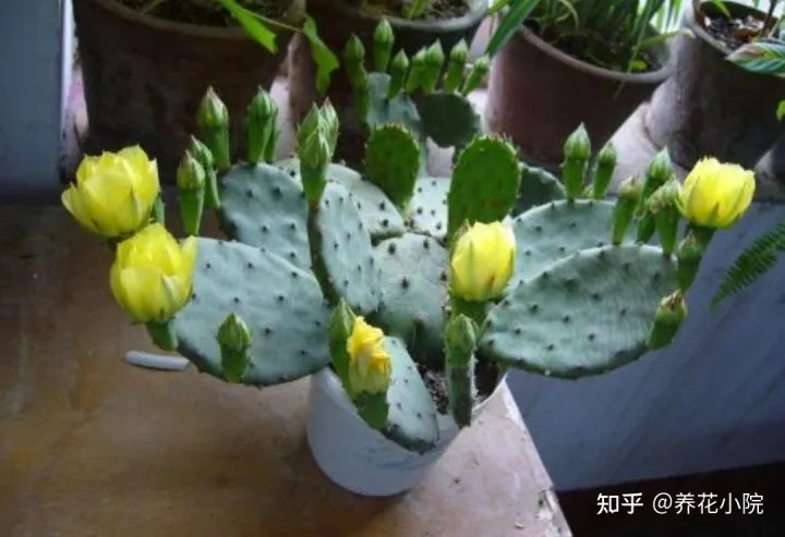 耐水的植物盆栽，7种“养不死的花”，耐干旱皮实好养，适合新手养