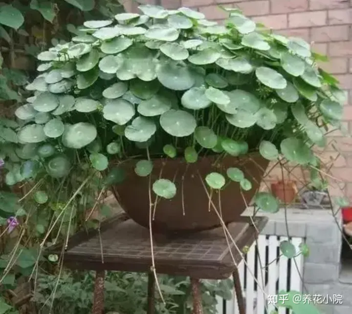 耐水的植物盆栽，7种“养不死的花”，耐干旱皮实好养，适合新手养