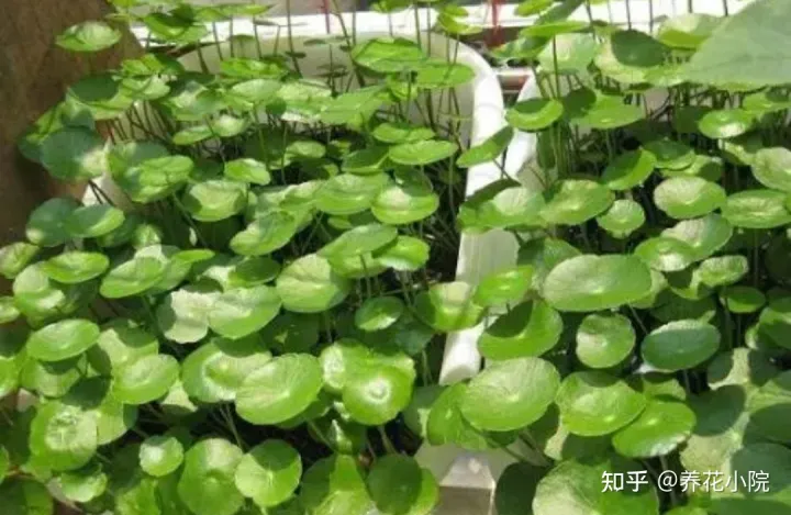 耐水的植物盆栽，7种“养不死的花”，耐干旱皮实好养，适合新手养