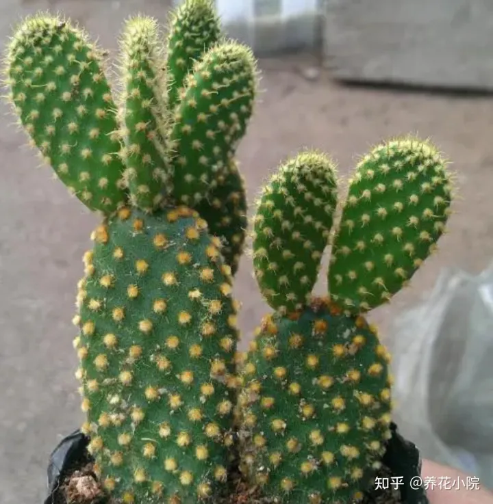 耐水的植物盆栽，7种“养不死的花”，耐干旱皮实好养，适合新手养