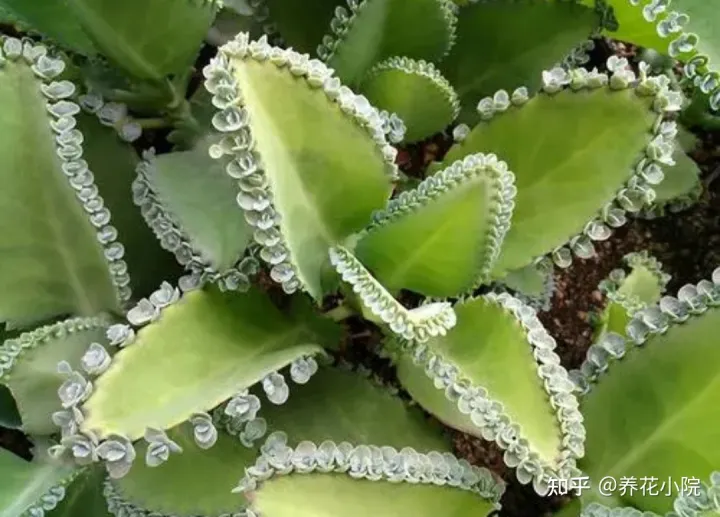 耐水的植物盆栽，7种“养不死的花”，耐干旱皮实好养，适合新手养