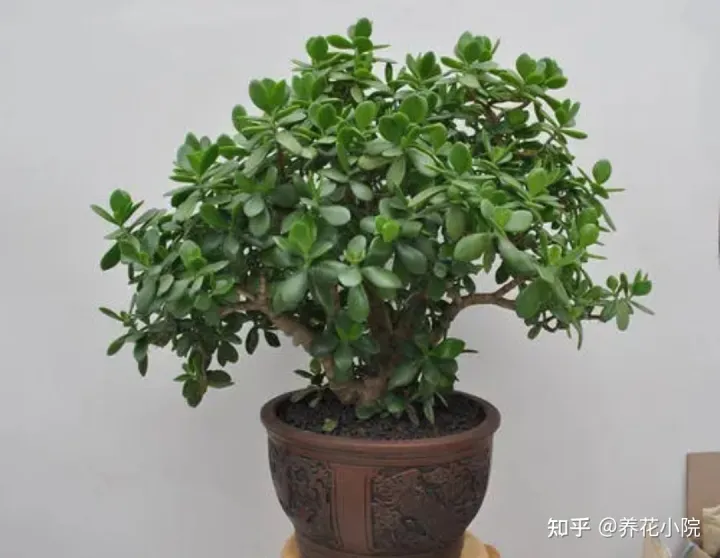 耐水的植物盆栽，7种“养不死的花”，耐干旱皮实好养，适合新手养
