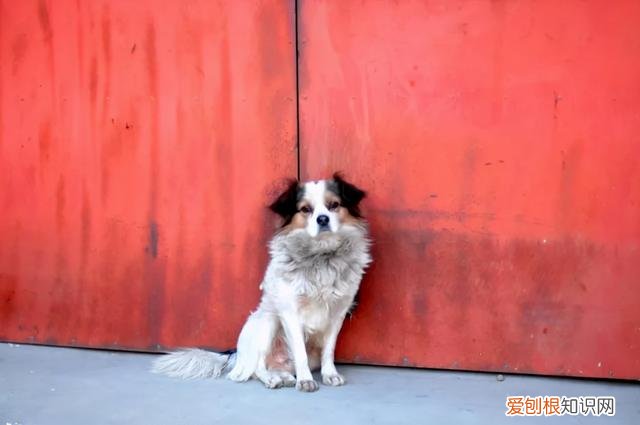 狗狗趁你睡着时做这些事，表示它爱你！，狗狗喜欢和你睡觉