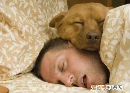 狗狗趁你睡着时做这些事，表示它爱你！，狗狗喜欢和你睡觉