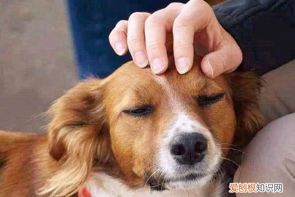 狗狗趁你睡着时做这些事，表示它爱你！，狗狗喜欢和你睡觉