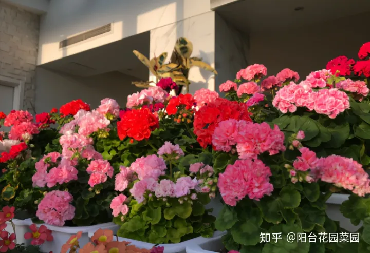 干花土怎么栽花，5种“漂亮花”，沾土就成活，花开200天，养一次就上瘾