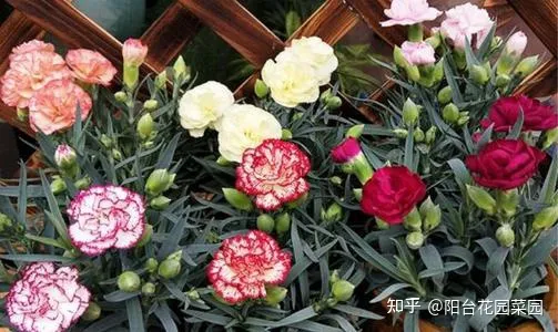 干花土怎么栽花，5种“漂亮花”，沾土就成活，花开200天，养一次就上瘾