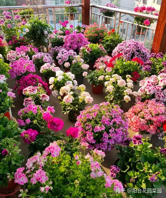干花土怎么栽花，5种“漂亮花”，沾土就成活，花开200天，养一次就上瘾