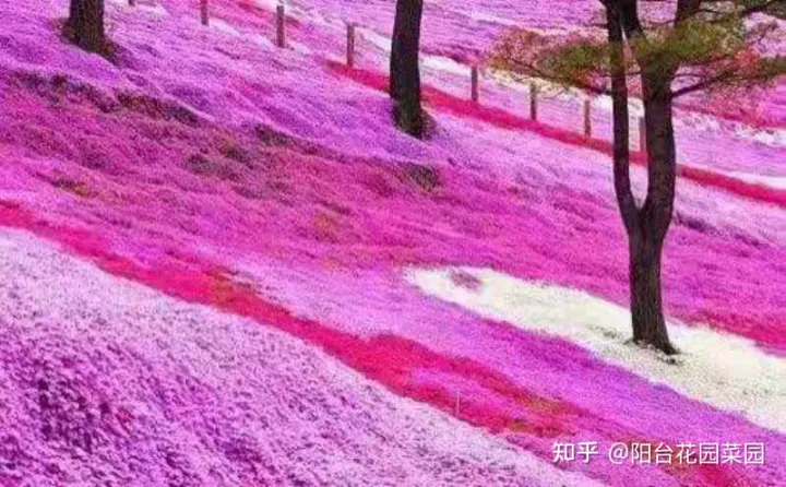 干花土怎么栽花，5种“漂亮花”，沾土就成活，花开200天，养一次就上瘾