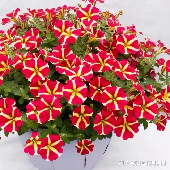 干花土怎么栽花，5种“漂亮花”，沾土就成活，花开200天，养一次就上瘾